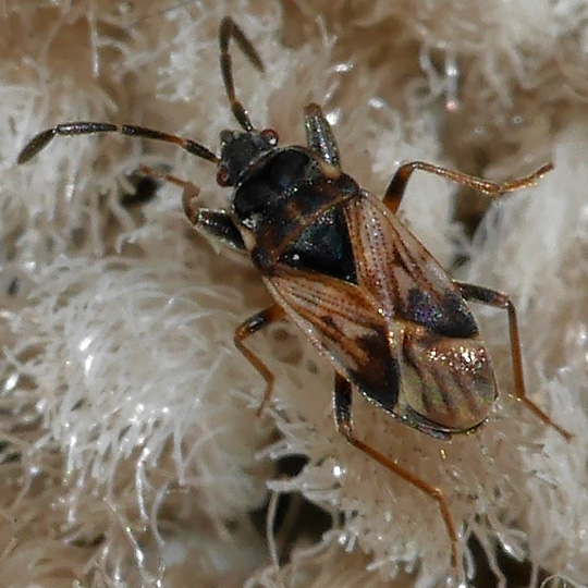 Scolopostethus decoratus