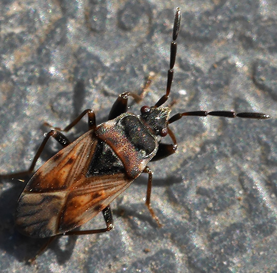 Scolopostethus decoratus
