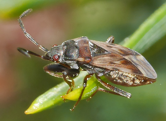 Scolopostethus decoratus