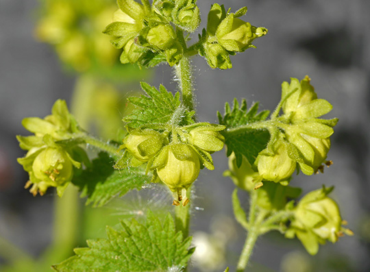 Scrophularia vernalis