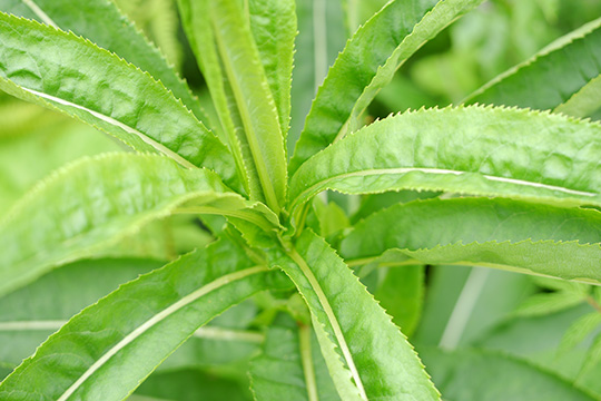 Senecio sarracenicus