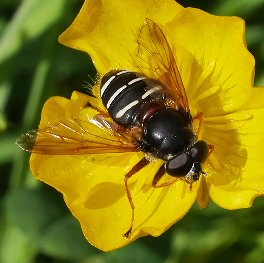 Sericomyia lappona