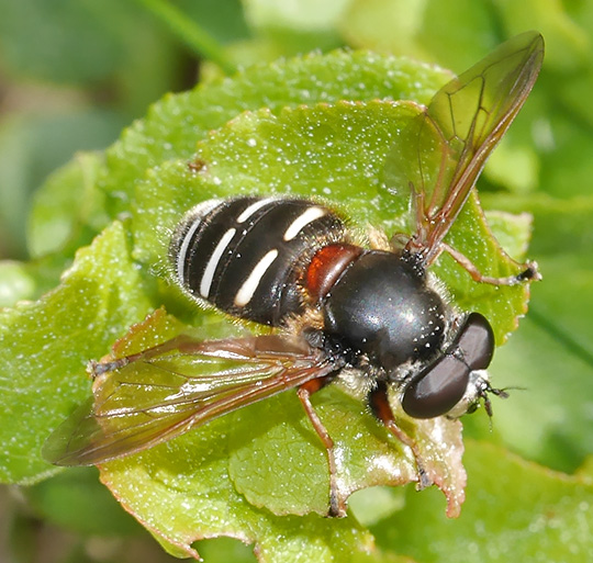 Sericomyia lappona