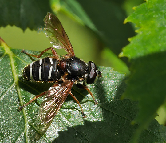 Sericomyia lappona