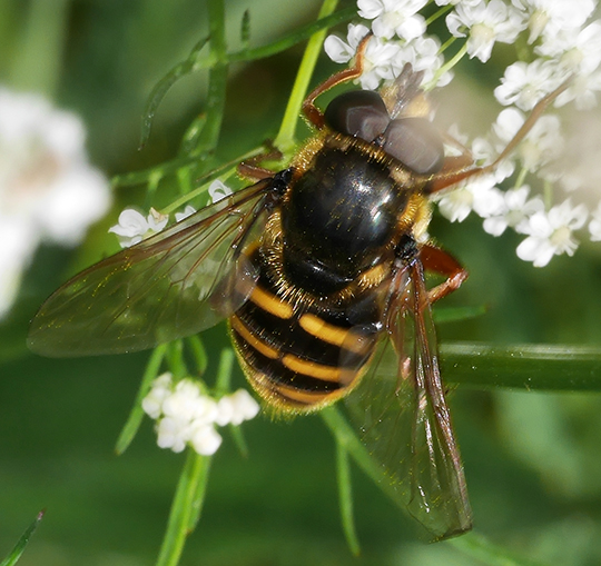 Sericomyia silentis