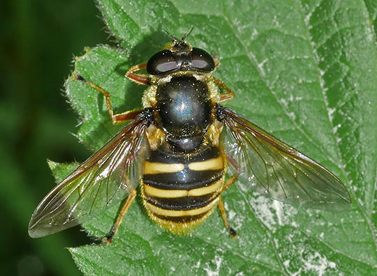 Sericomyia silentis