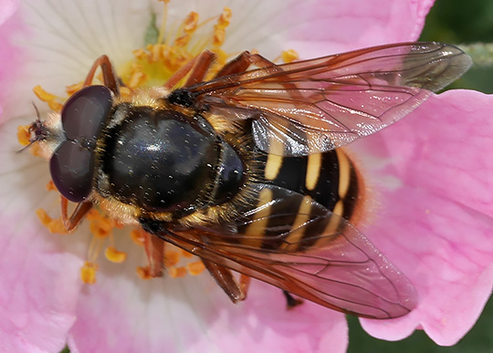 Sericomyia silentis