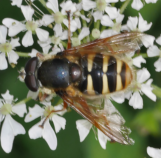 Sericomyia silentis