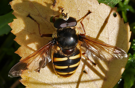 Sericomyia silentis
