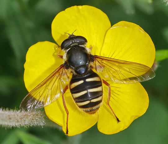 Sericomyia silentis
