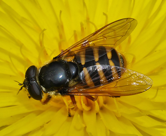 Sericomyia silentis