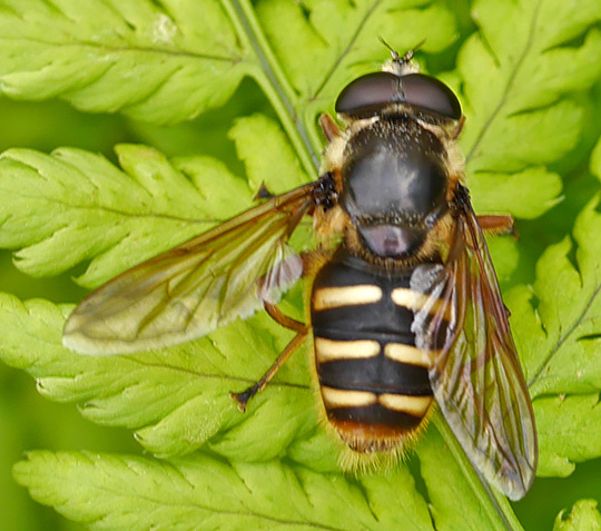 Sericomyia silentis