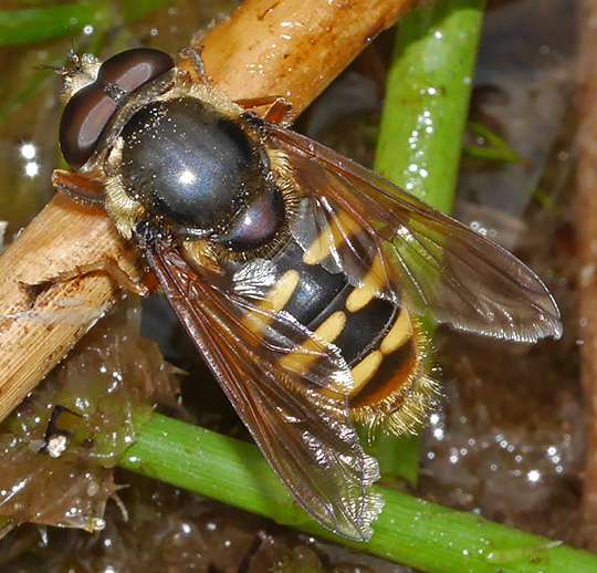 Sericomyia silentis