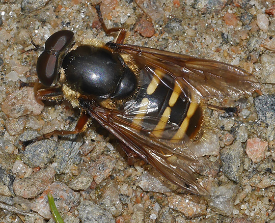 Sericomyia silentis