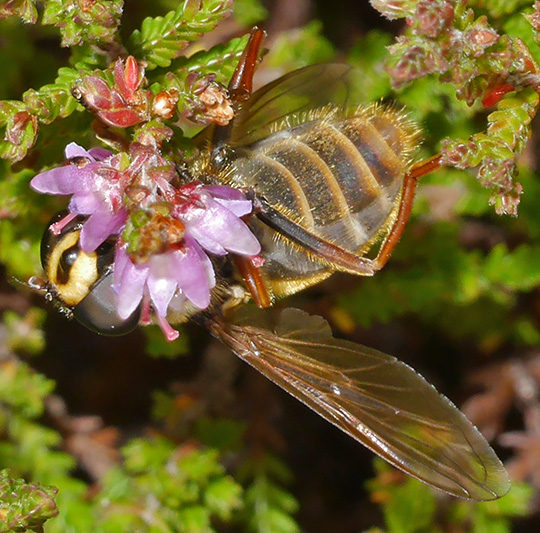 Sericomyia silentis