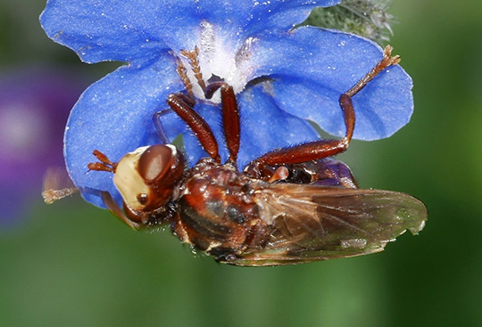 Sicus ferrugineus