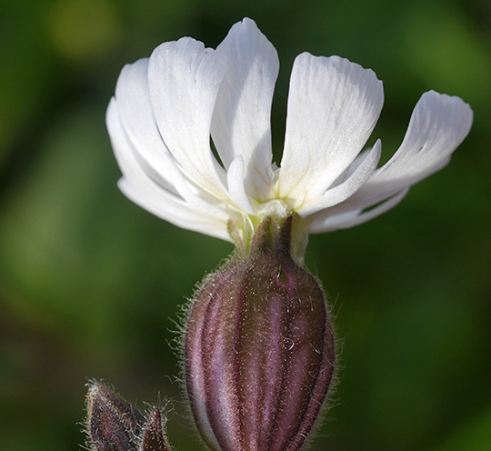 Silene latifolia