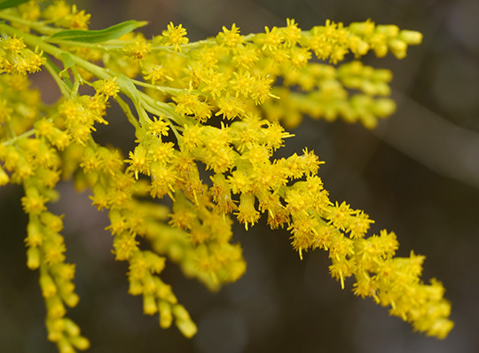 Solidago canadensis