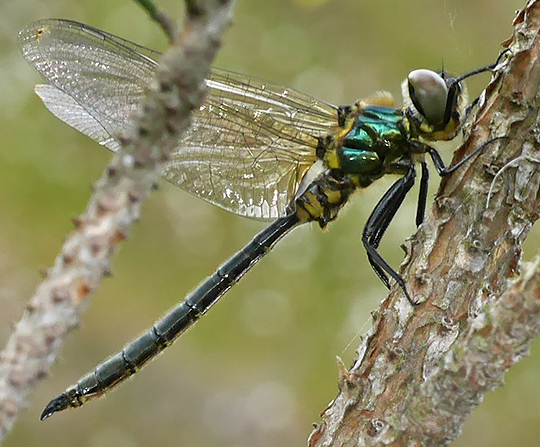 Somatochlora arctica
