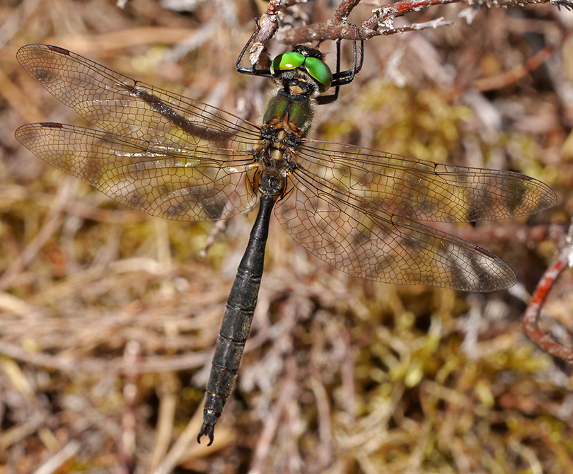 Somatochlora arctica