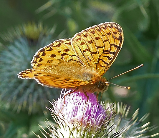 Speyeria aglaja