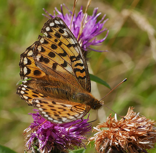 Speyeria aglaja