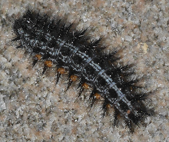 Speyeria aglaja