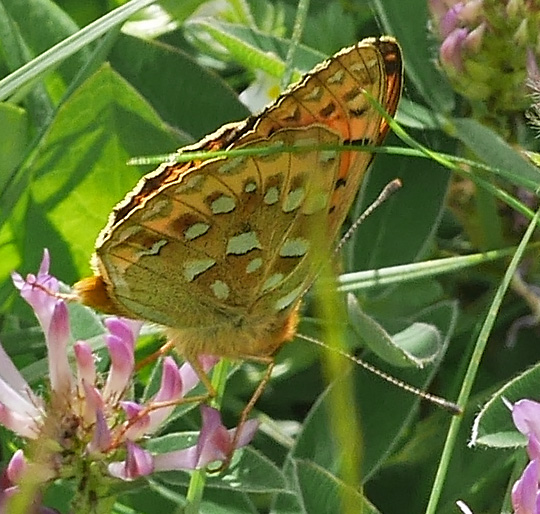 Speyeria aglaja
