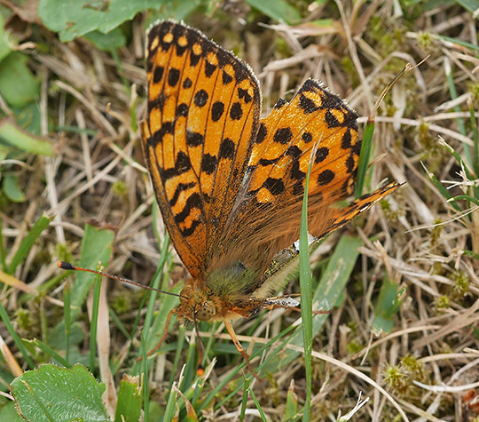 Speyeria aglaja