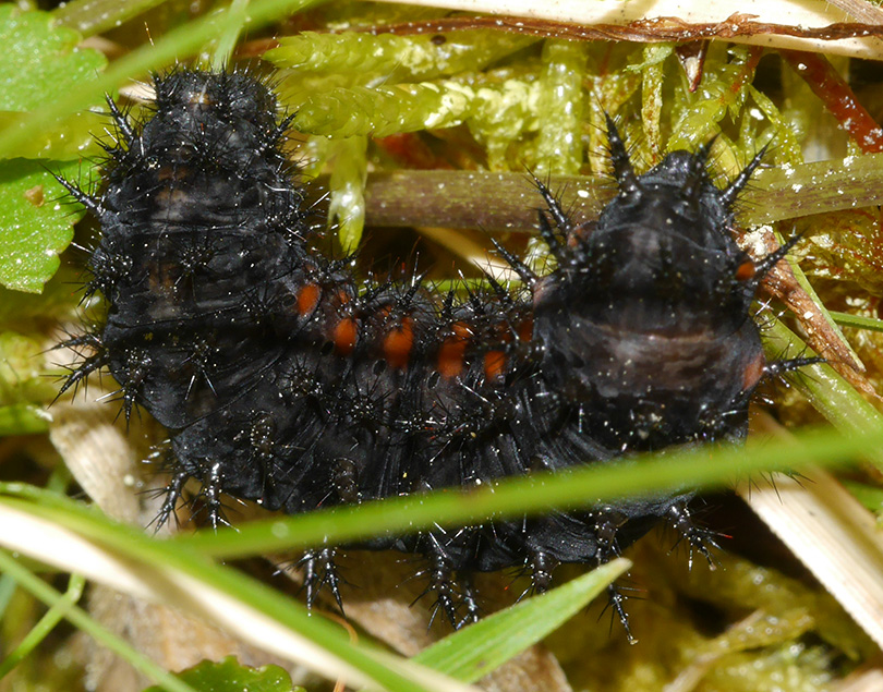 Speyeria aglaja