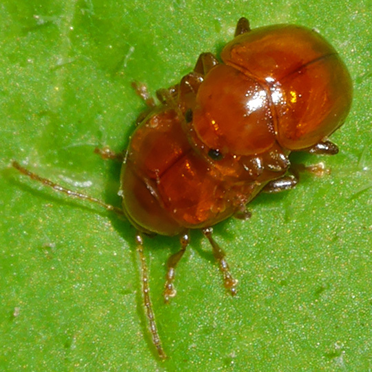 Sphaeroderma testaceum