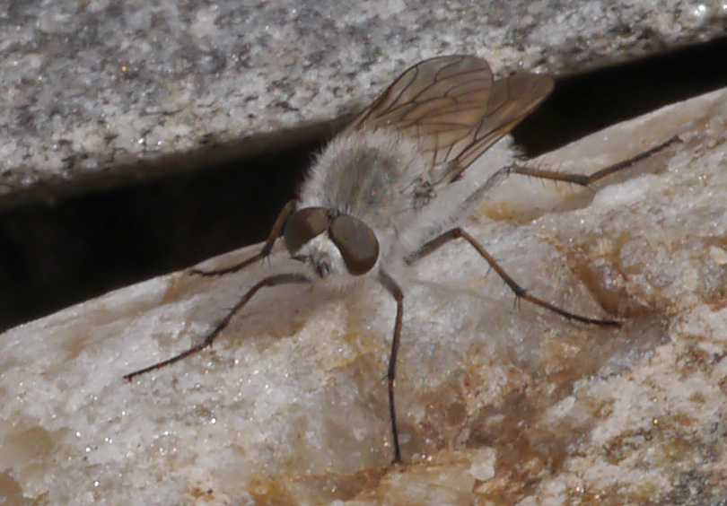 Spiriverpa lunulata