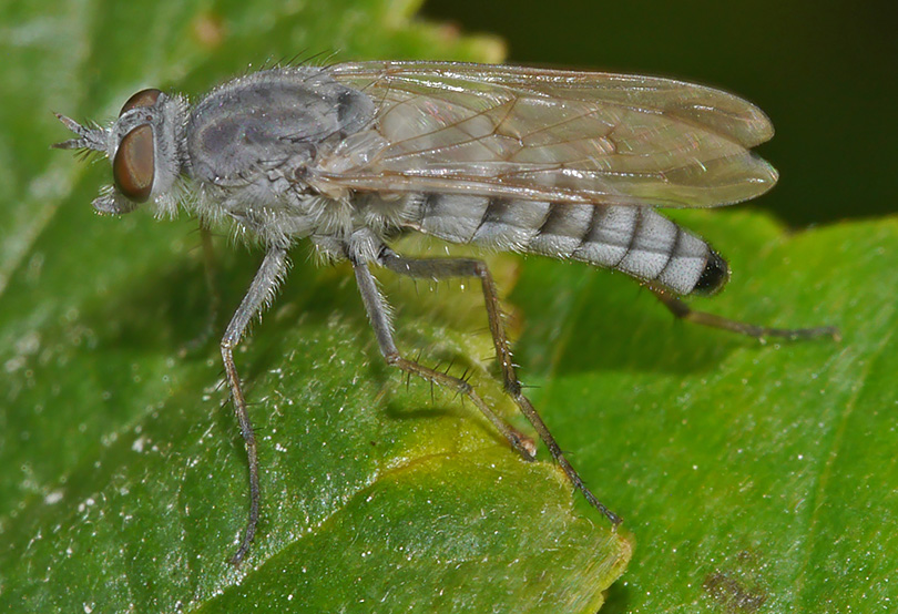 Spiriverpa lunulata