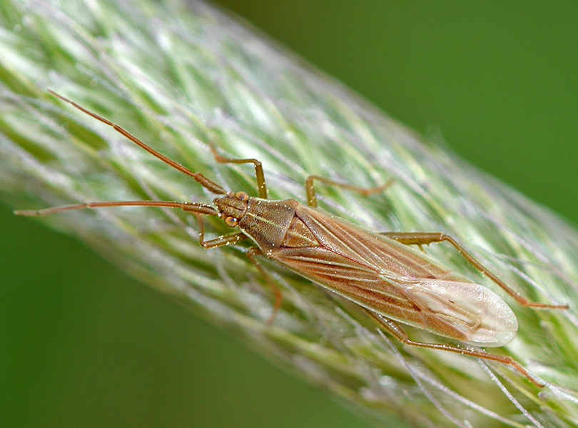 Stenodema calcarata