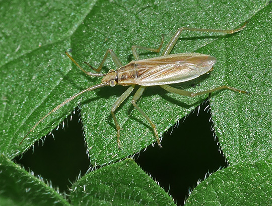 Stenodema holsata