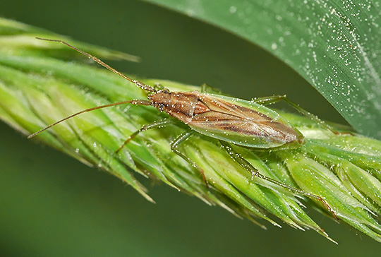 Stenodema holsata