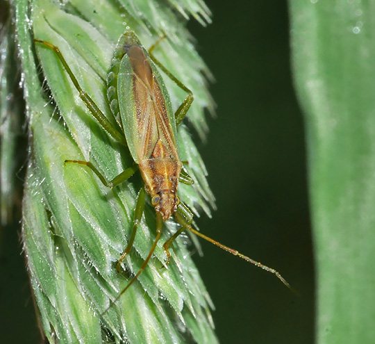 Stenodema holsata