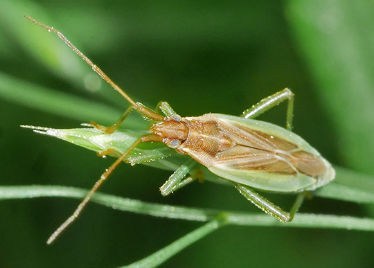 Stenodema holsata