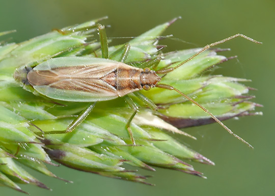 Stenodema holsata