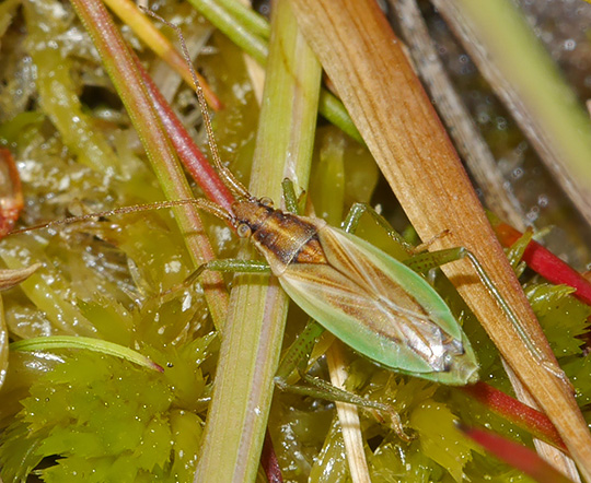 Stenodema holsata