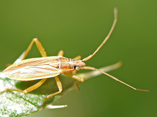 Stenodema holsata