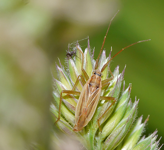 Stenodema holsata