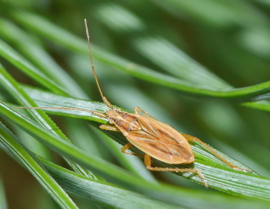 Stenodema holsata