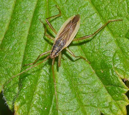 Stenodema holsata