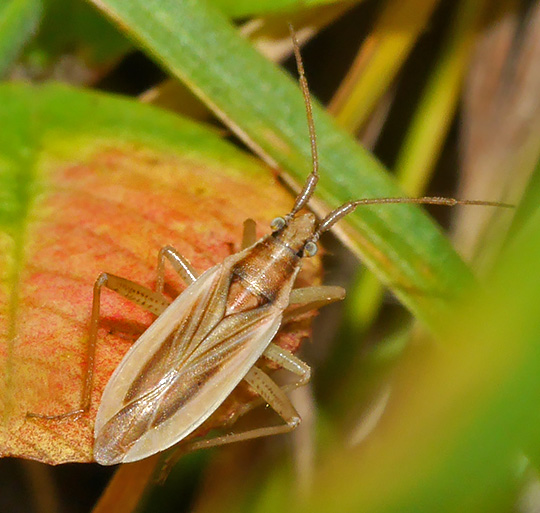 Stenodema holsata