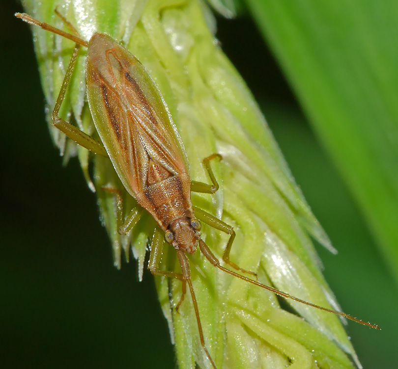 Stenodema holsata