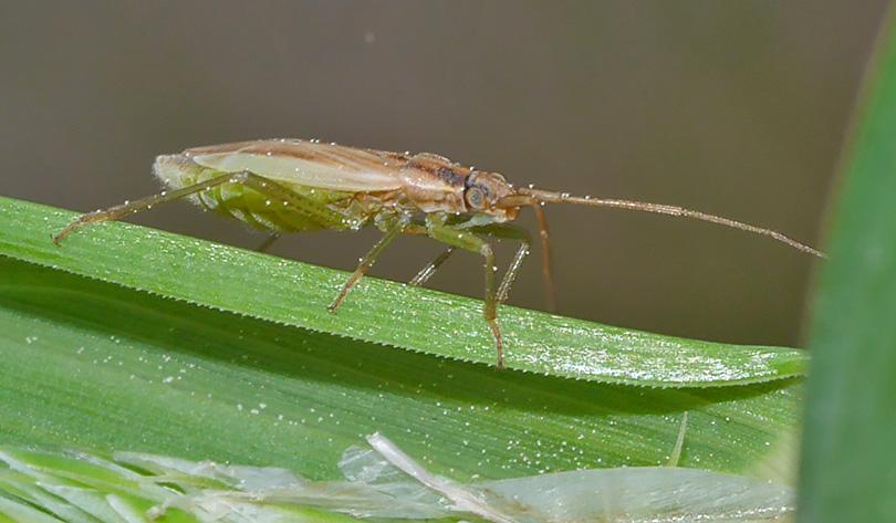 Stenodema holsata