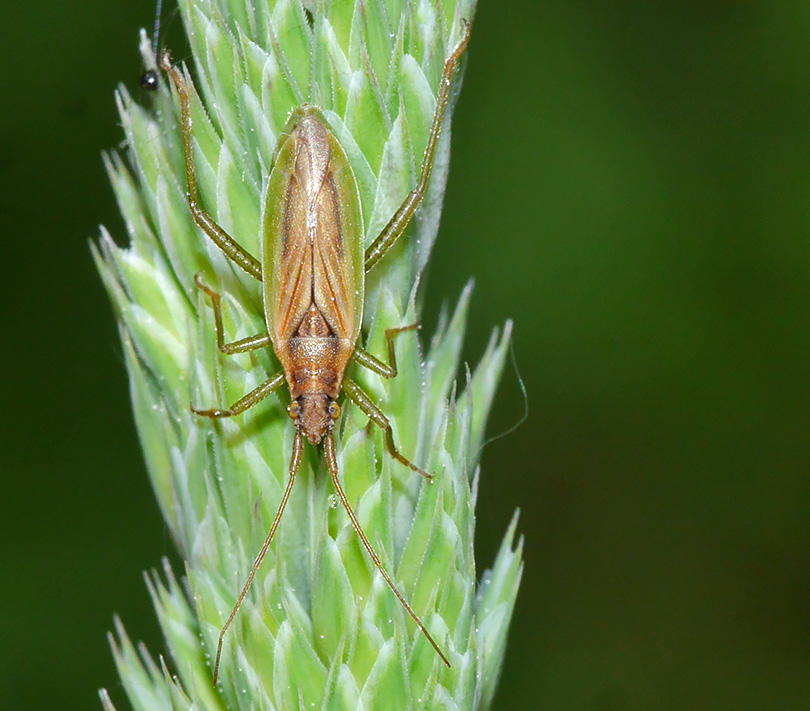 Stenodema holsata