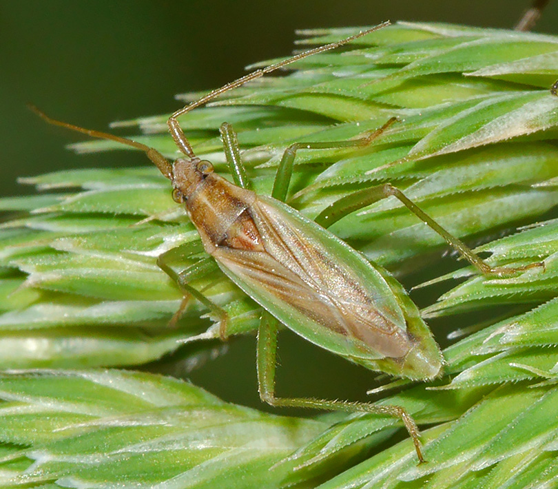Stenodema holsata