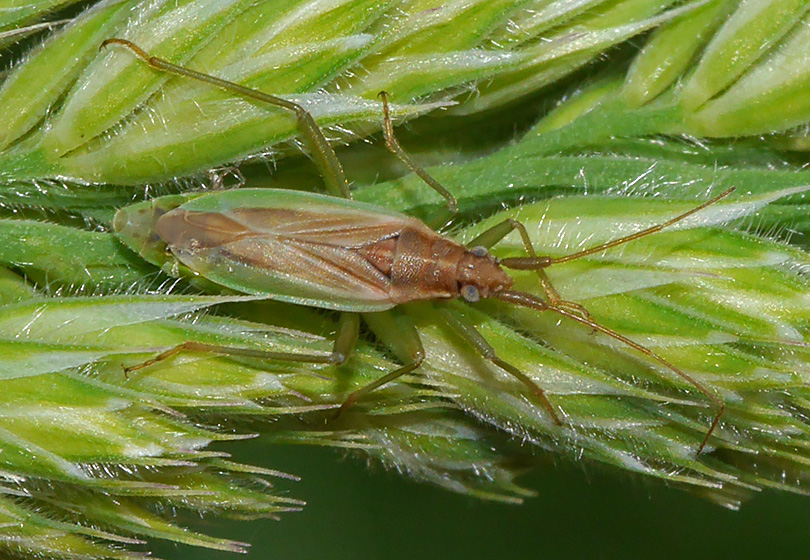 Stenodema holsata